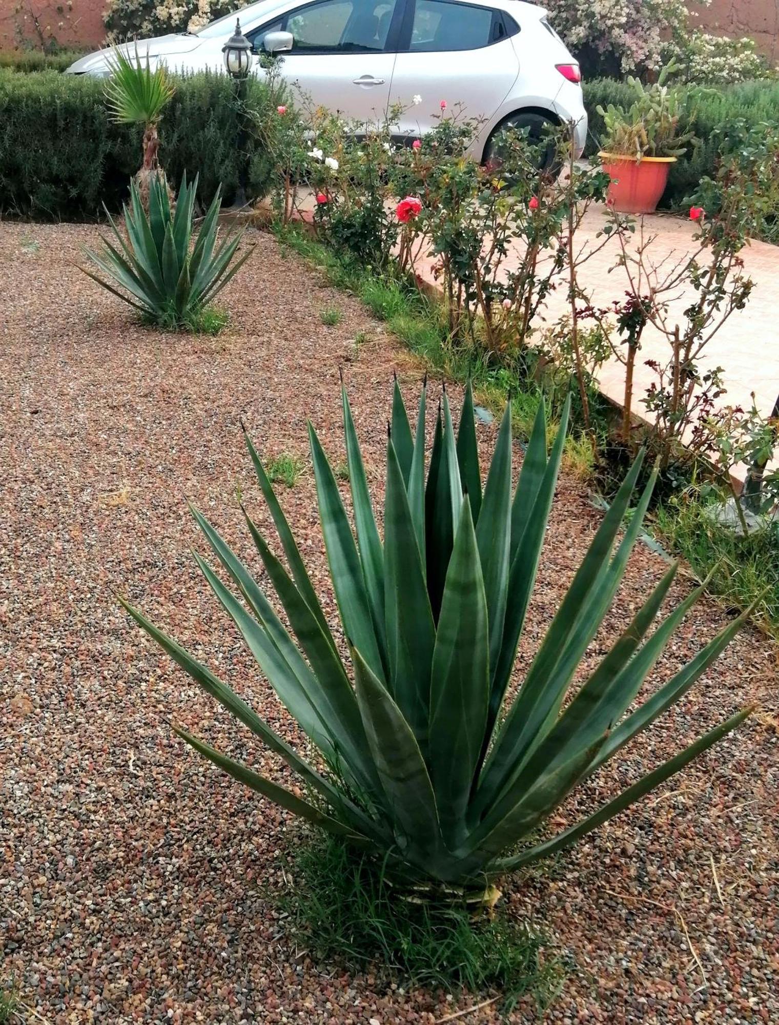 Riad Darga Rouge Ouled Bouzid Pokój zdjęcie